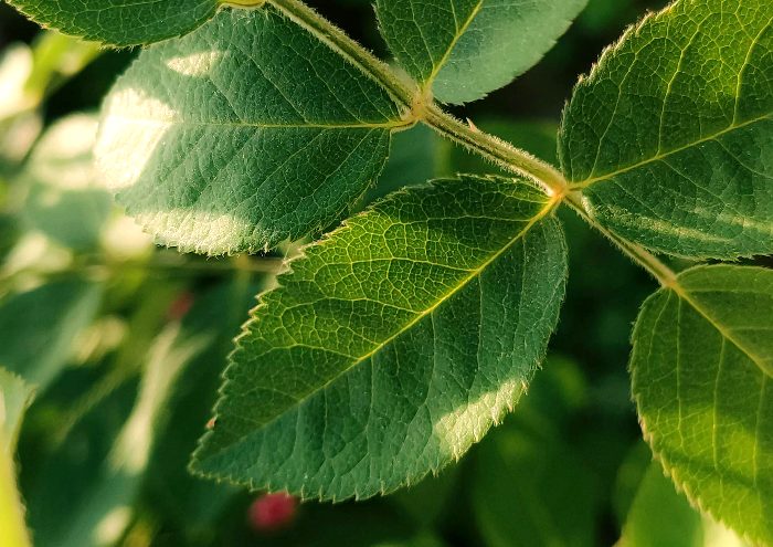 Malasian green kratom