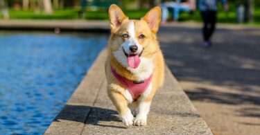 keep your canine healthy