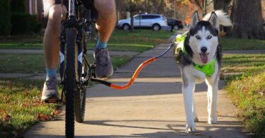 Bike Tow Leash
