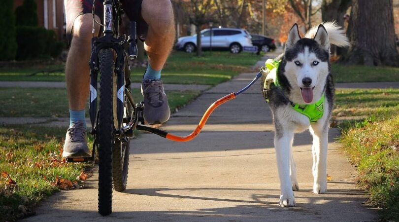 Bike Tow Leash