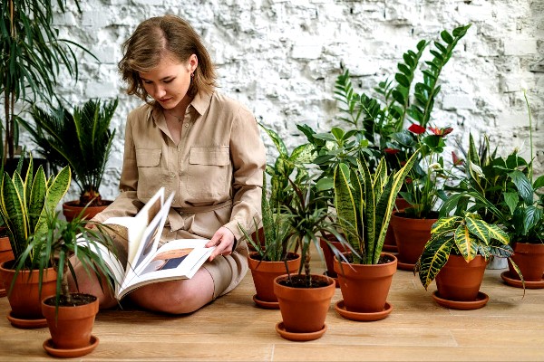 learn to grow plants learn to grow plants