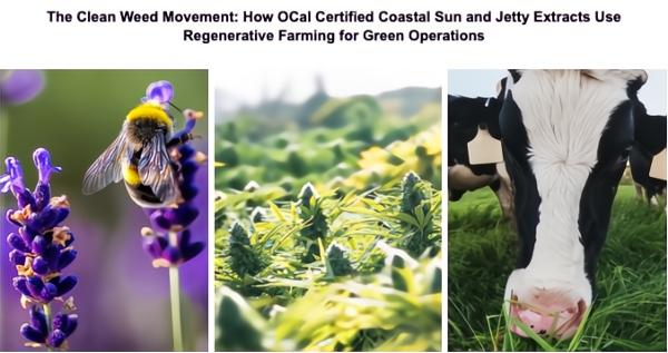 Jetty Extracts and Coastal Sun are pioneers of the “clean cannabis” movement Jetty Extracts and Coastal Sun are pioneers of the “clean cannabis” movement