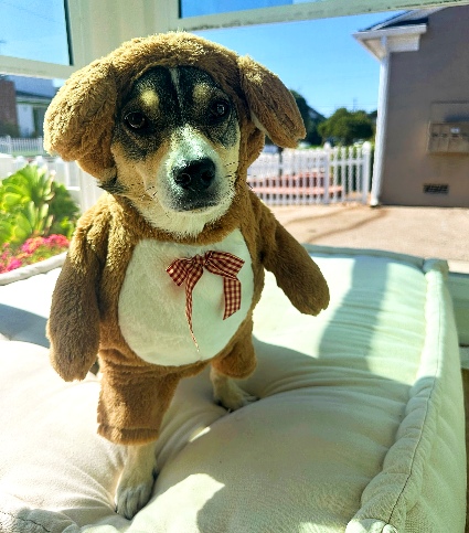 Dr. Fossum’s Pet Care Rejuvenator Dr. Fossum’s Pet Care Rejuvenator