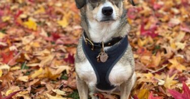 Dr. Fossum’s Pet Care Rejuvenator