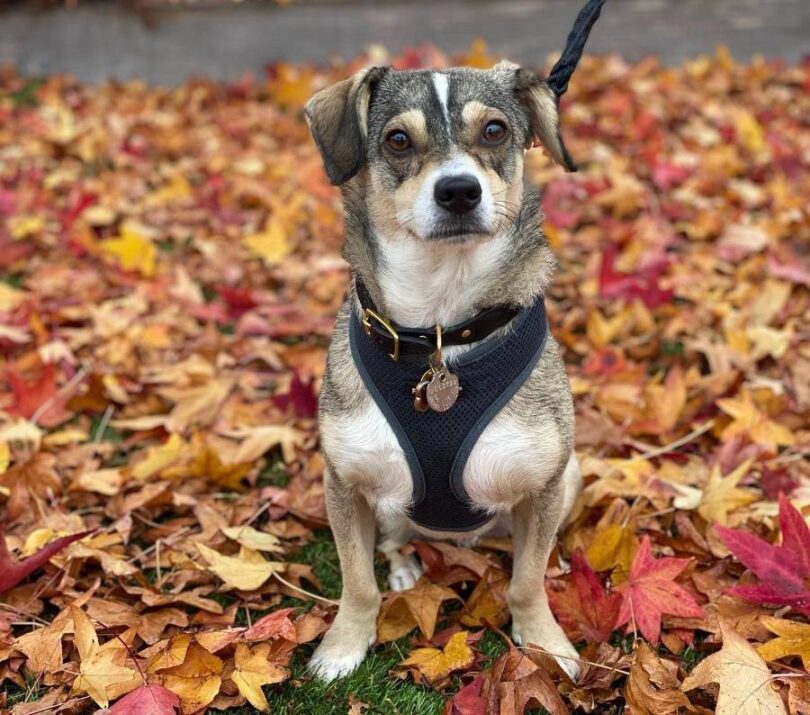 Dr. Fossum’s Pet Care Rejuvenator