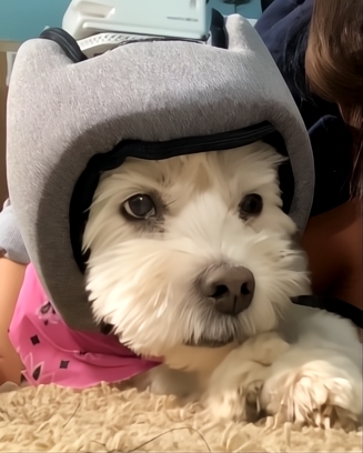 PAWNIX Noise-Cancelling Headphones for dogs