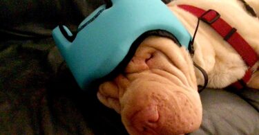 PAWNIX Noise-Cancelling Headphones for dogs