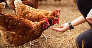 A person wearing a watch kneeling down in a field of straw with a handful of feed to feed 3 chickens.