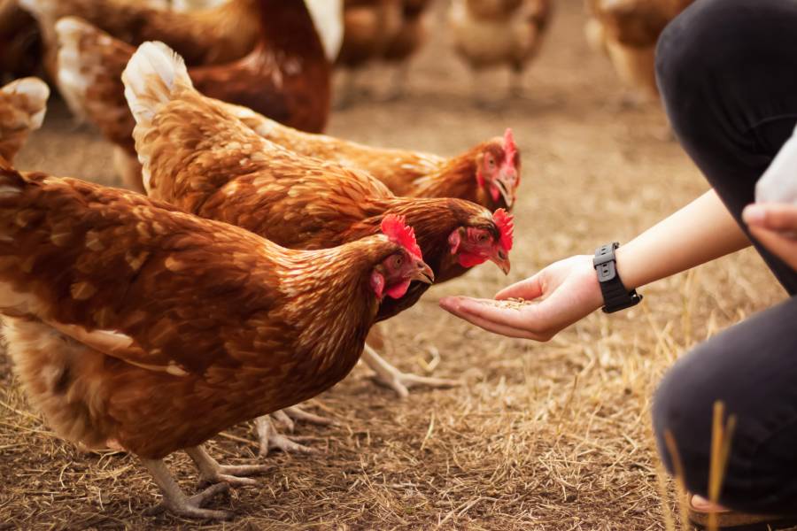 A person wearing a watch kneeling down in a field of straw with a handful of feed to feed 3 chickens.