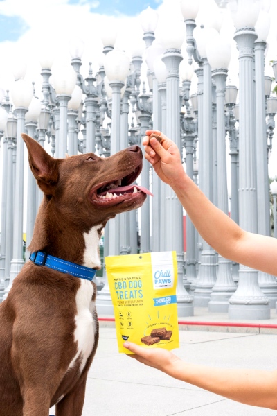 Chill Paws CBD for dogs and cats Chill Paws CBD for dogs and cats