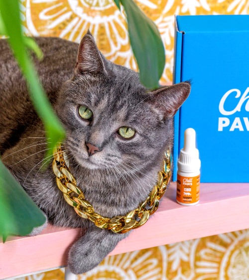 Chill Paws CBD for dogs and cats Chill Paws CBD for dogs and cats