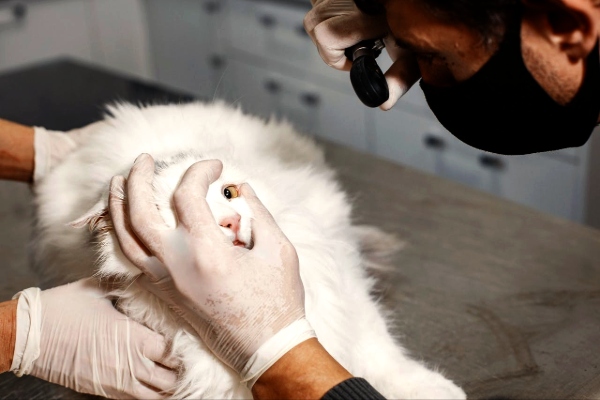 Hidden Dangers Lurking in Pet Products