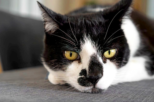 Hidden Dangers Lurking in Pet Products Hidden Dangers Lurking in Pet Products