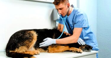 hidden dangers in pet products