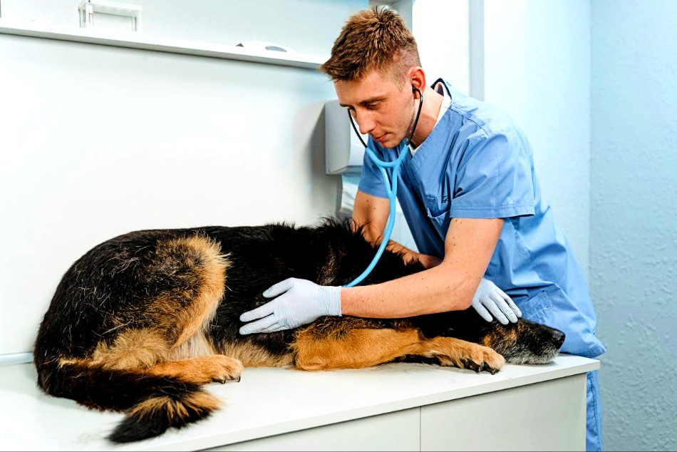 hidden dangers in pet products