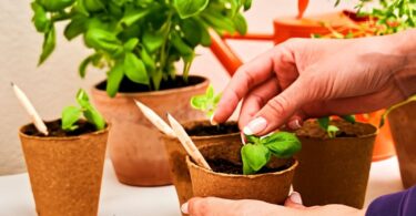 SproutWorld’s Plantable Pencils