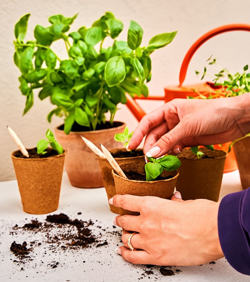 SproutWorld’s Plantable Pencils