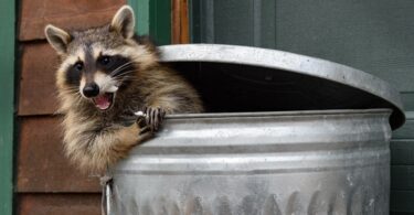 A raccoon hanging outside of a metal waste basket. The lid is just behind it and the raccoon has its arm on the side.