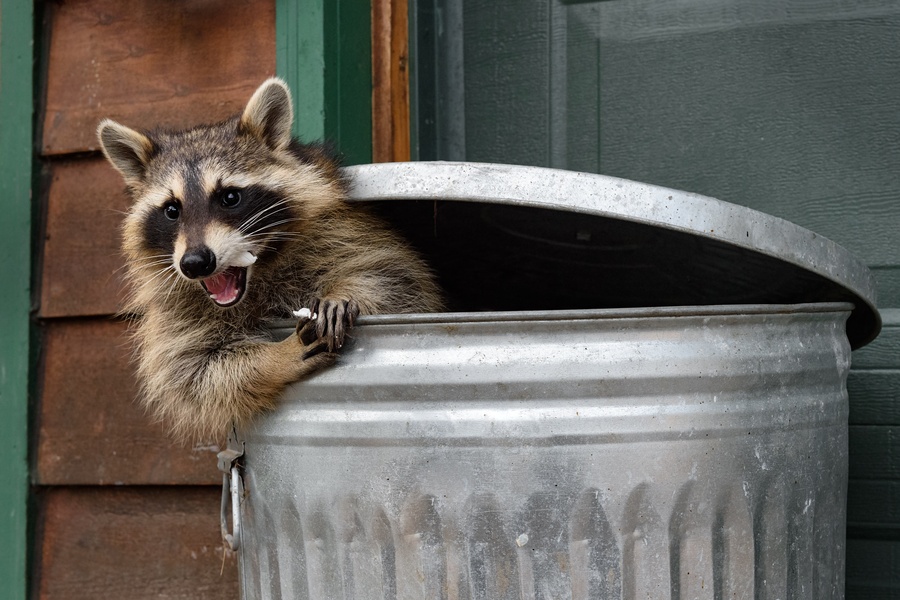 A raccoon hanging outside of a metal waste basket. The lid is just behind it and the raccoon has its arm on the side.
