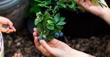 A close-up of an adult's hands picking ripe blueberries from a bush as a child stands with open hands to the side.