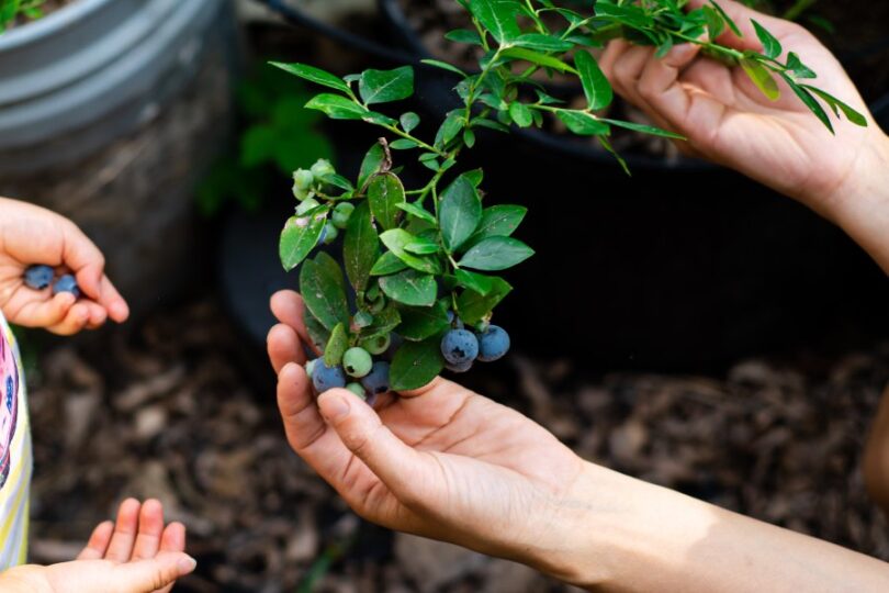 A close-up of an adult's hands picking ripe blueberries from a bush as a child stands with open hands to the side.
