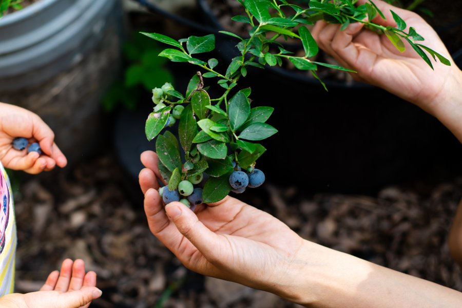 A close-up of an adult's hands picking ripe blueberries from a bush as a child stands with open hands to the side.