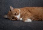 A cat with orange fur is lying down on a gray sofa. It gazes sadly off into the distance with its front paws curled up.