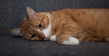 A cat with orange fur is lying down on a gray sofa. It gazes sadly off into the distance with its front paws curled up.