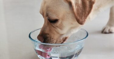 Keep Your Dog Cool in Hot Weather