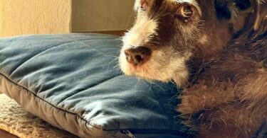 best flea prevention