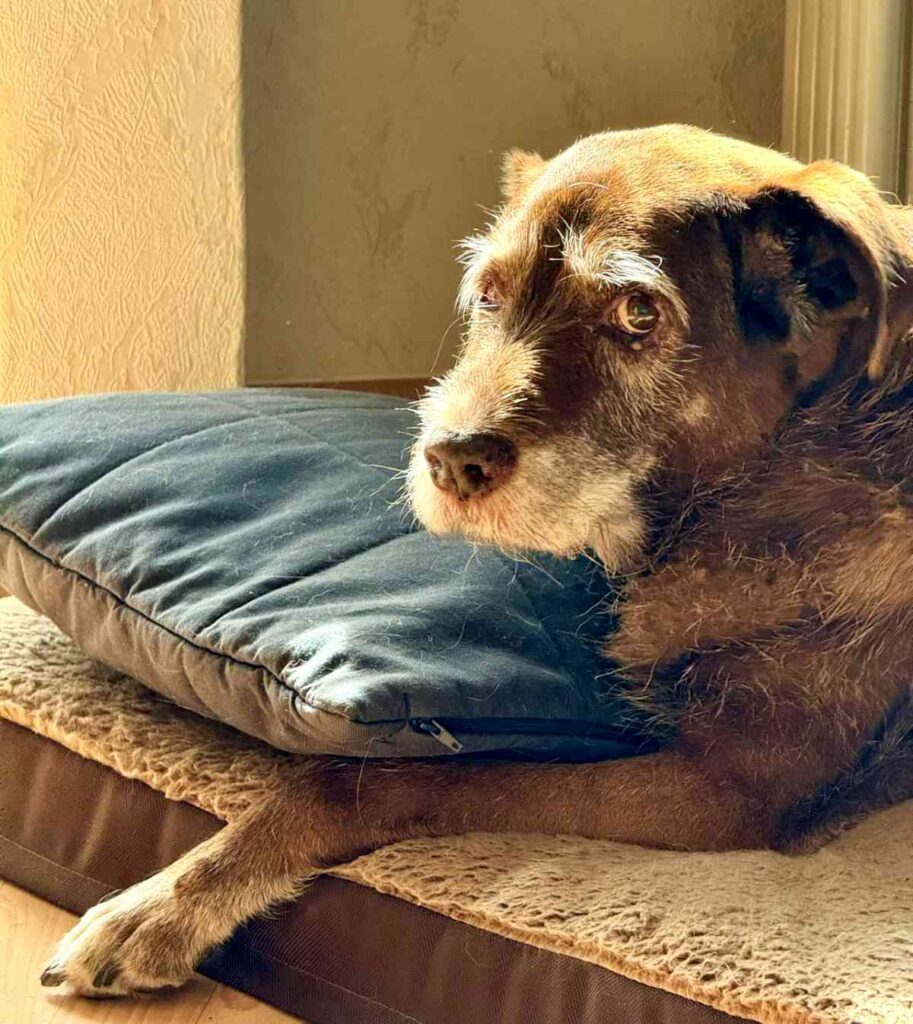 best flea prevention