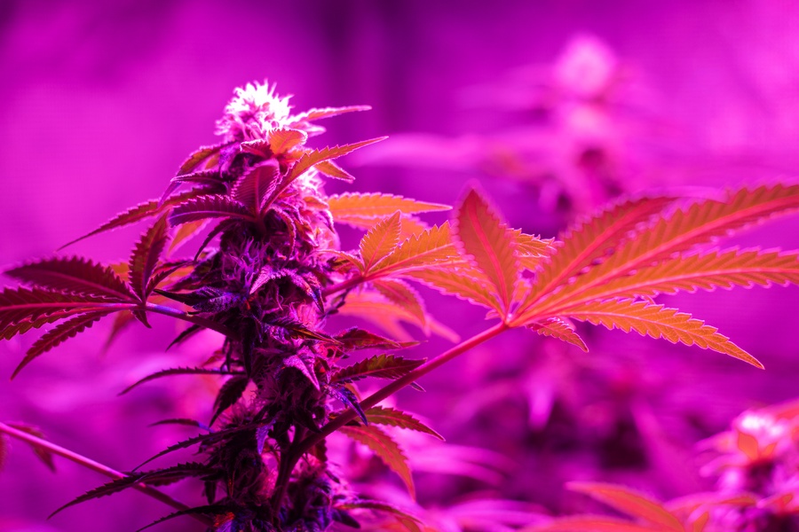 A cannabis plant under a purple grow light. The buds are ready for harvesting, and the leaves are large.