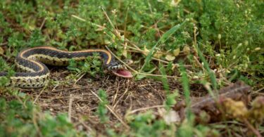 A close-up of a weedy, mulch patch in a yard with a skinny snake slithering around. The snake's mouth is open.