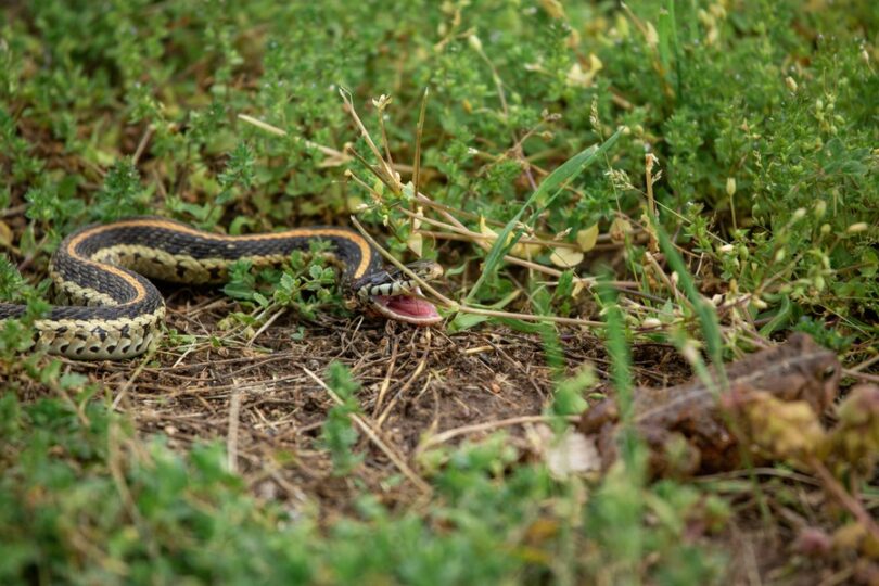 A close-up of a weedy, mulch patch in a yard with a skinny snake slithering around. The snake's mouth is open.