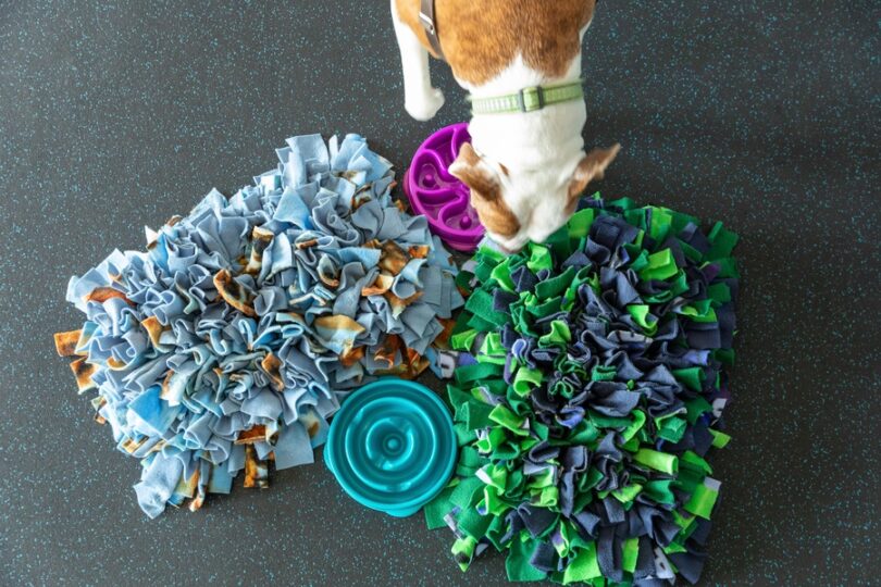 A white-and-tan dog inspecting an array of investigative toys, including two fleece snuffle mats and two bowls.