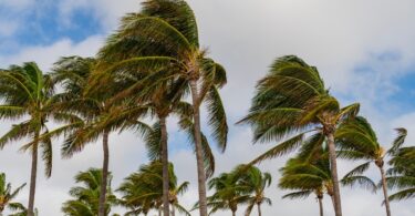 Palm trees sway in strong winds under a partly cloudy sky, with vibrant green fronds bending to the right.