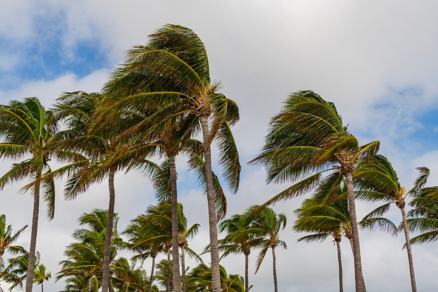 Palm trees sway in strong winds under a partly cloudy sky, with vibrant green fronds bending to the right.