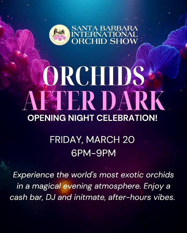 Orchids After Dark Orchids After Dark