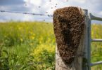 A dense swarm of bees clustered tightly together on a wooden fence rail, forming a thick, irregular mass outdoors.