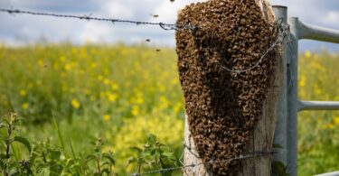 A dense swarm of bees clustered tightly together on a wooden fence rail, forming a thick, irregular mass outdoors.