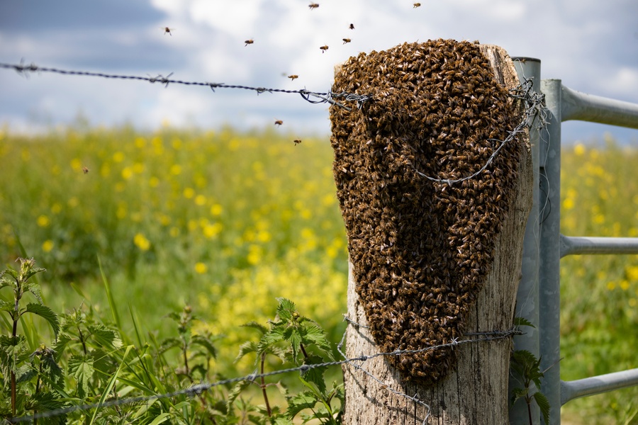 A dense swarm of bees clustered tightly together on a wooden fence rail, forming a thick, irregular mass outdoors.