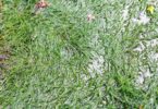 A close-up view of green grass blades partly covered by shallow standing water across a wet outdoor lawn surface.