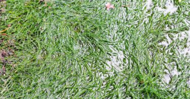 A close-up view of green grass blades partly covered by shallow standing water across a wet outdoor lawn surface.