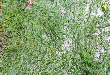 A close-up view of green grass blades partly covered by shallow standing water across a wet outdoor lawn surface.