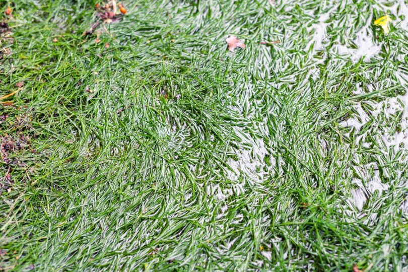 A close-up view of green grass blades partly covered by shallow standing water across a wet outdoor lawn surface.