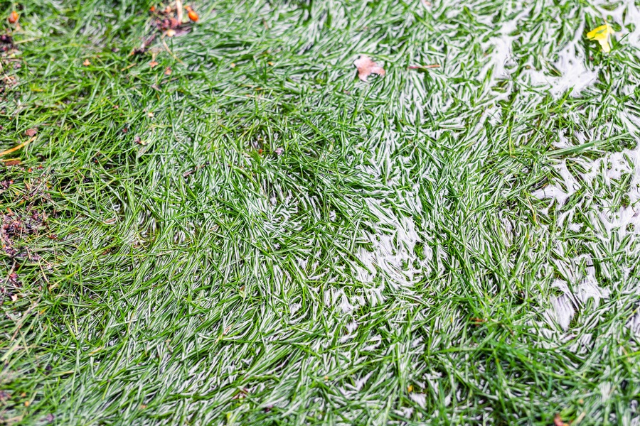A close-up view of green grass blades partly covered by shallow standing water across a wet outdoor lawn surface.